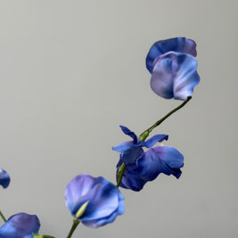Lathyrus blauw