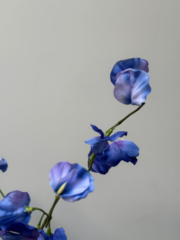 Lathyrus blauw