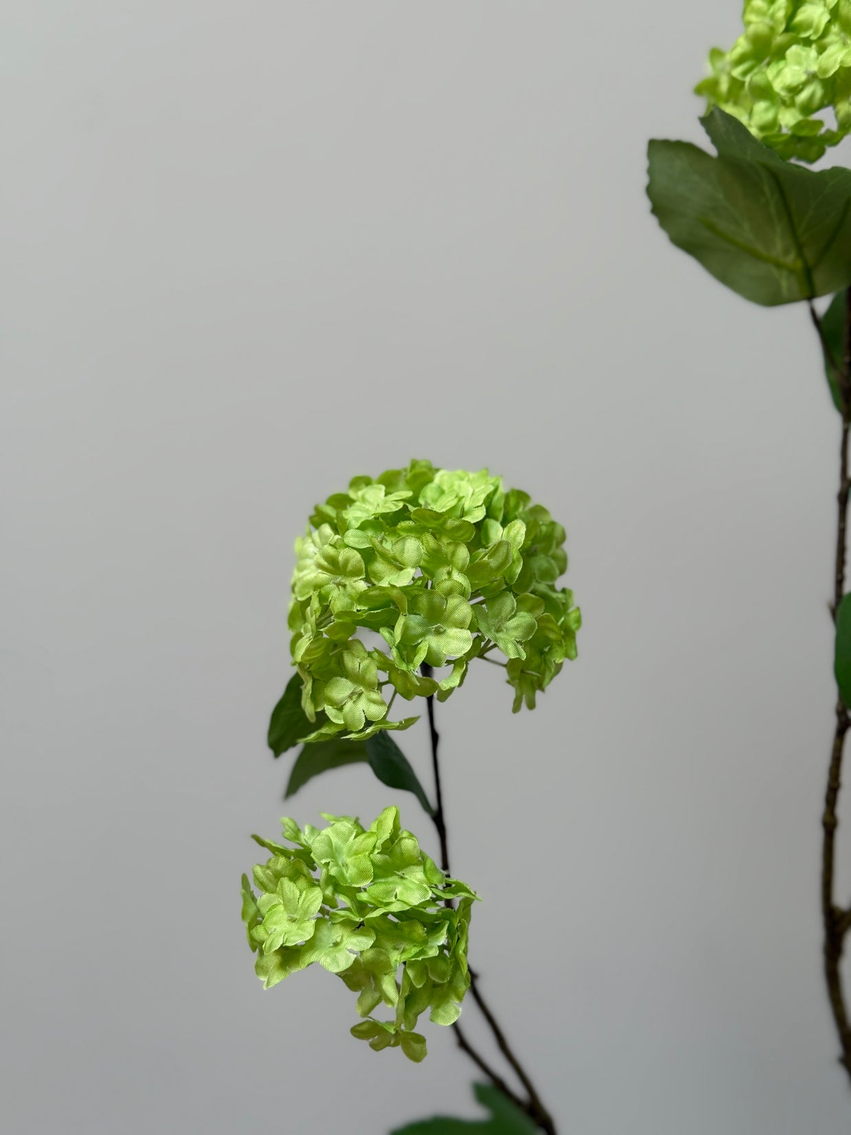 Viburnum