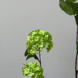 Viburnum