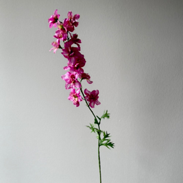 Roze delphinium bloem