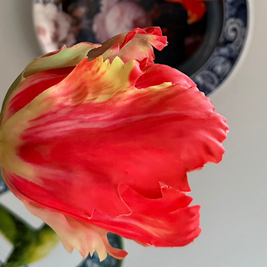 Tulp Rood