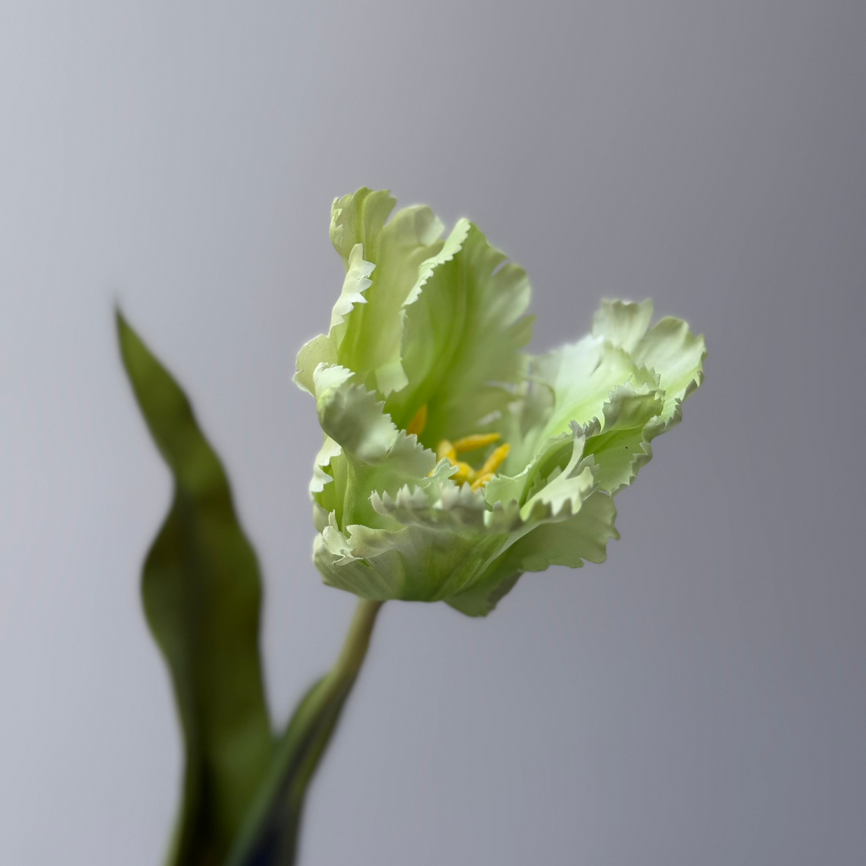 Tulp Geel