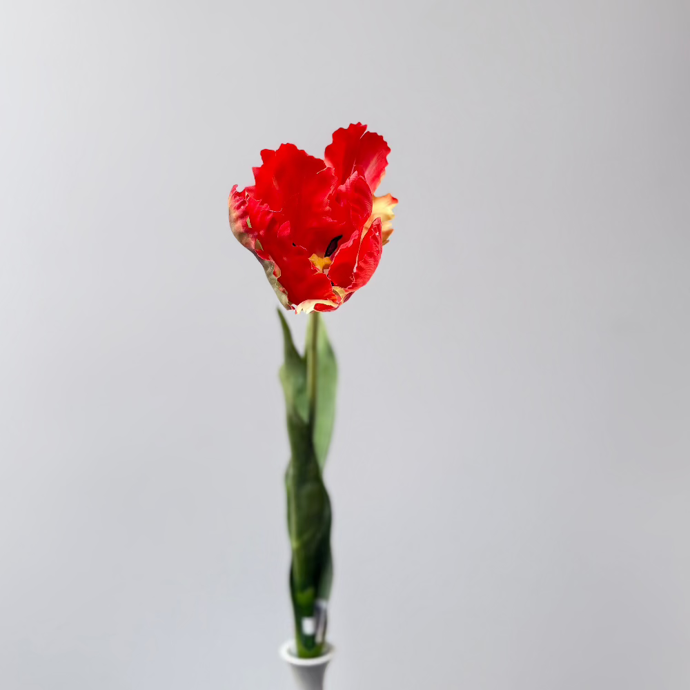 Tulp Rood