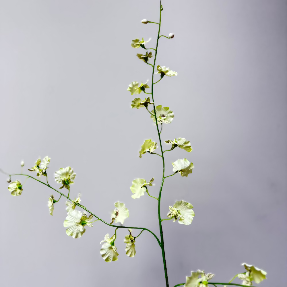 Orchidee spray Creme