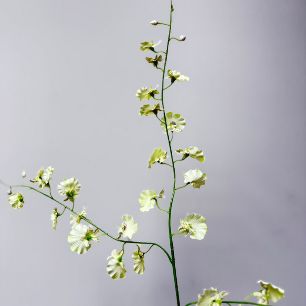 Orchidee spray Creme