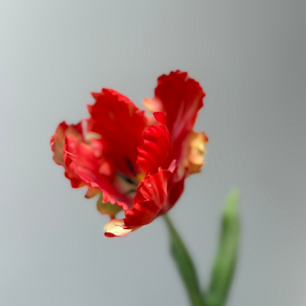 Tulp Rood