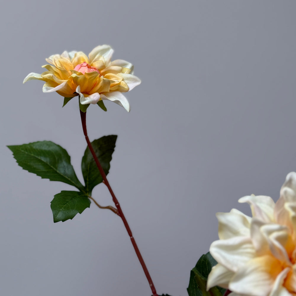 Dahlia geel