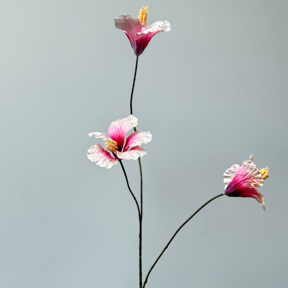 Hibiscus perzik/roze