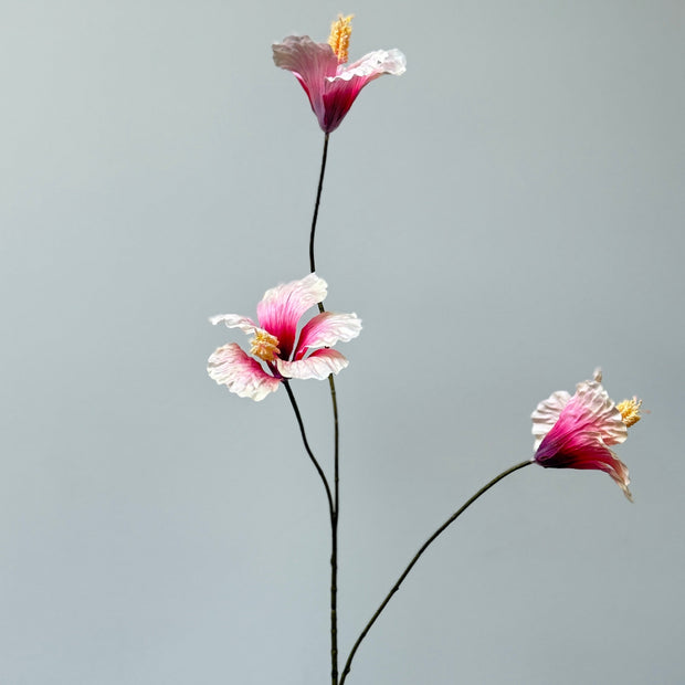 Hibiscus perzik/roze