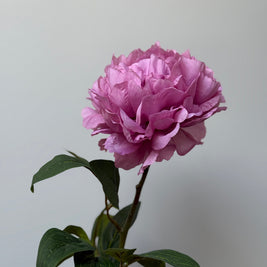 Pioenroos roze