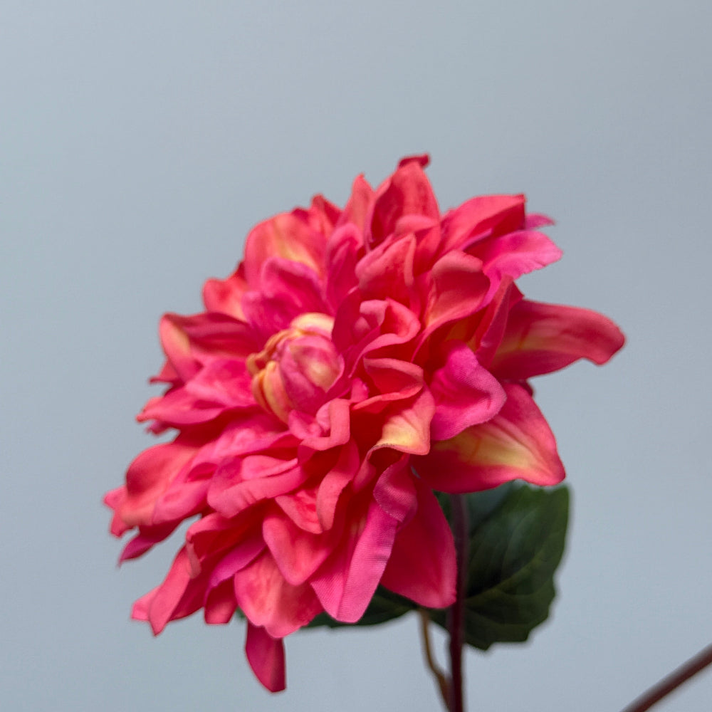 Dahlia koraalrood
