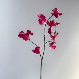 Lathyrus Roze
