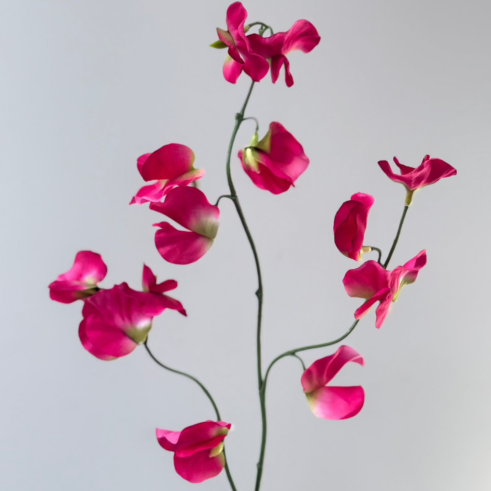 Lathyrus Roze