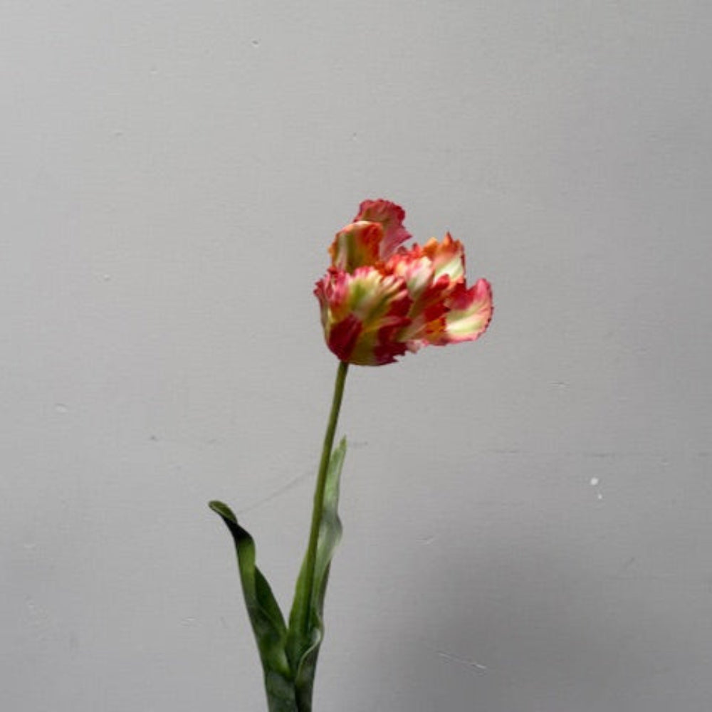 zijden-papegaai-tulp-gekarteldebloemblaadjes