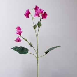 campanula-klokjesbloem