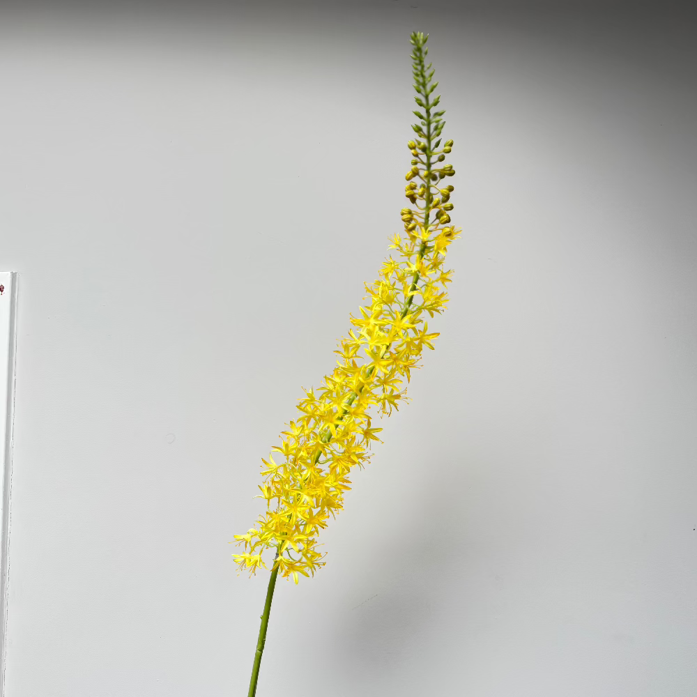 Eremurus Geel