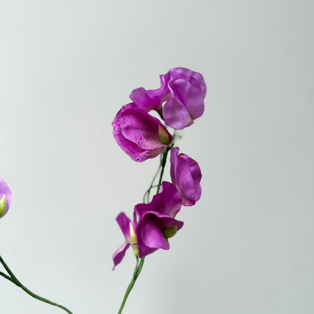 Lathyrus Paars