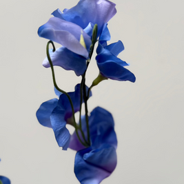 blauwe-latherus-bloeiende-nepbloem