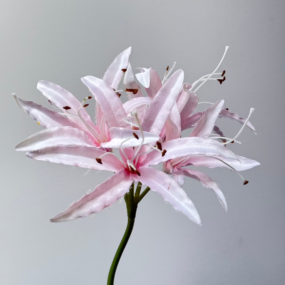 Nerine Roze