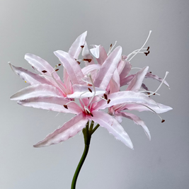 Nerine Roze