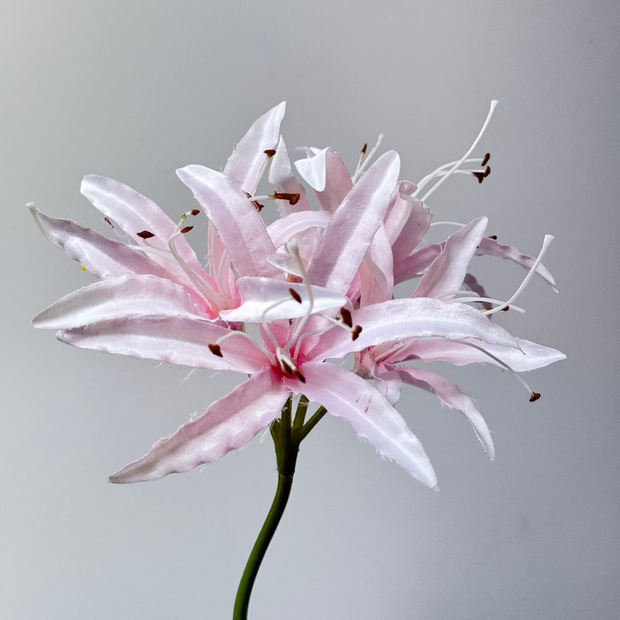 Nerine Roze
