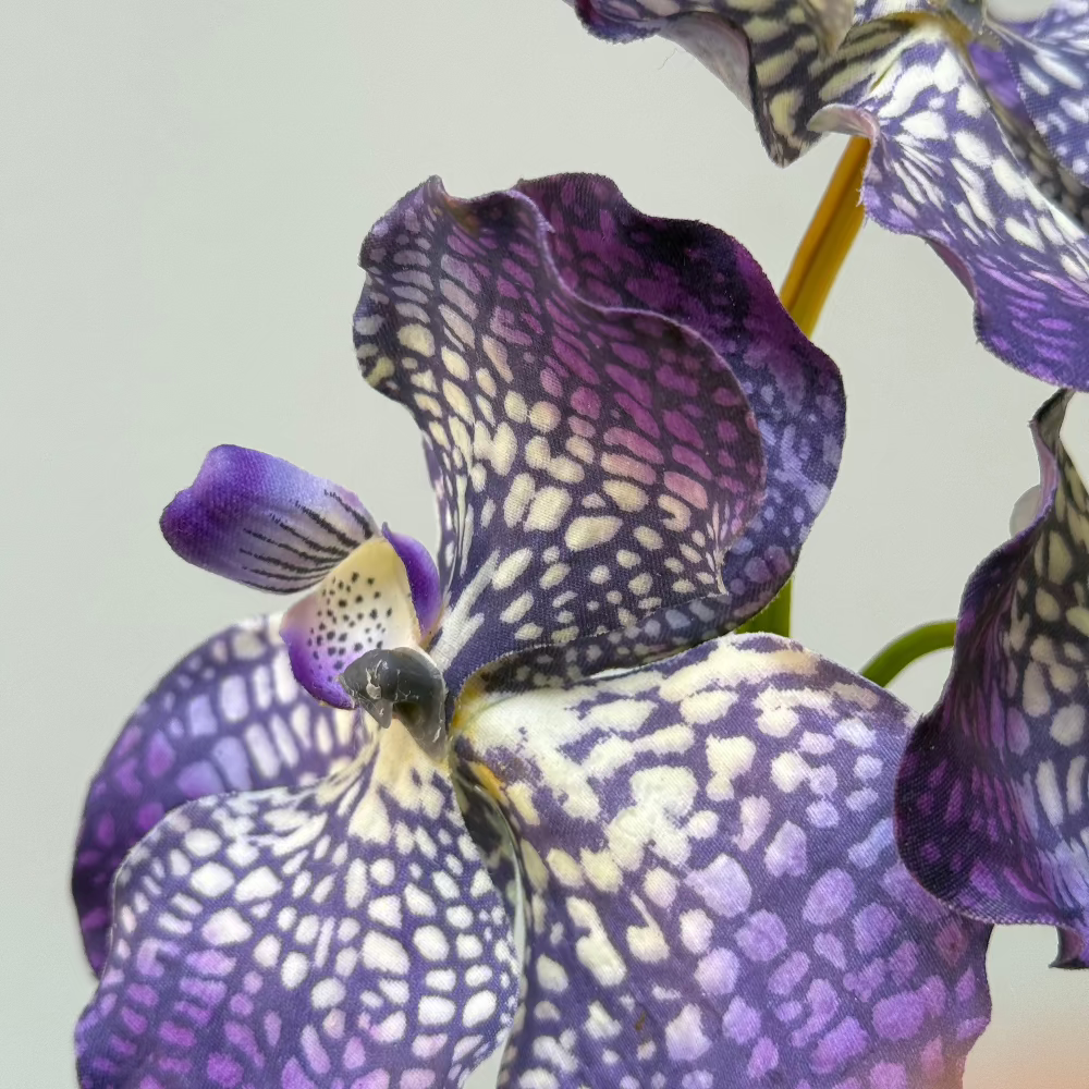 Orchidee