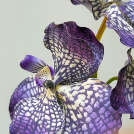 Orchidee