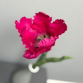 zijden-papegaaitulp-fuchsia-roze-kunstbloem