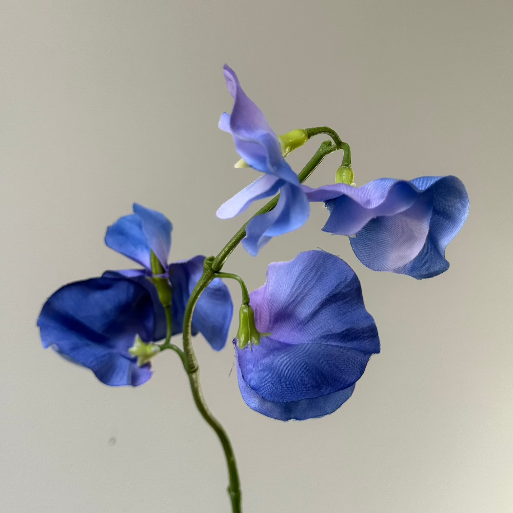 Lathyrus Blauw