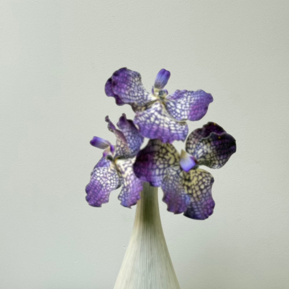 paarse orchidee 