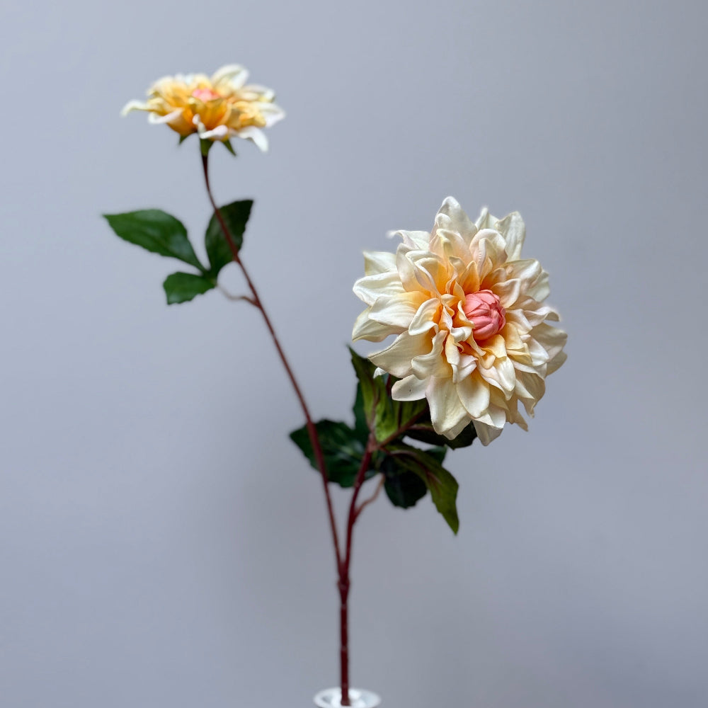 Dahlia geel