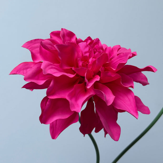 Dahlia fuchsia