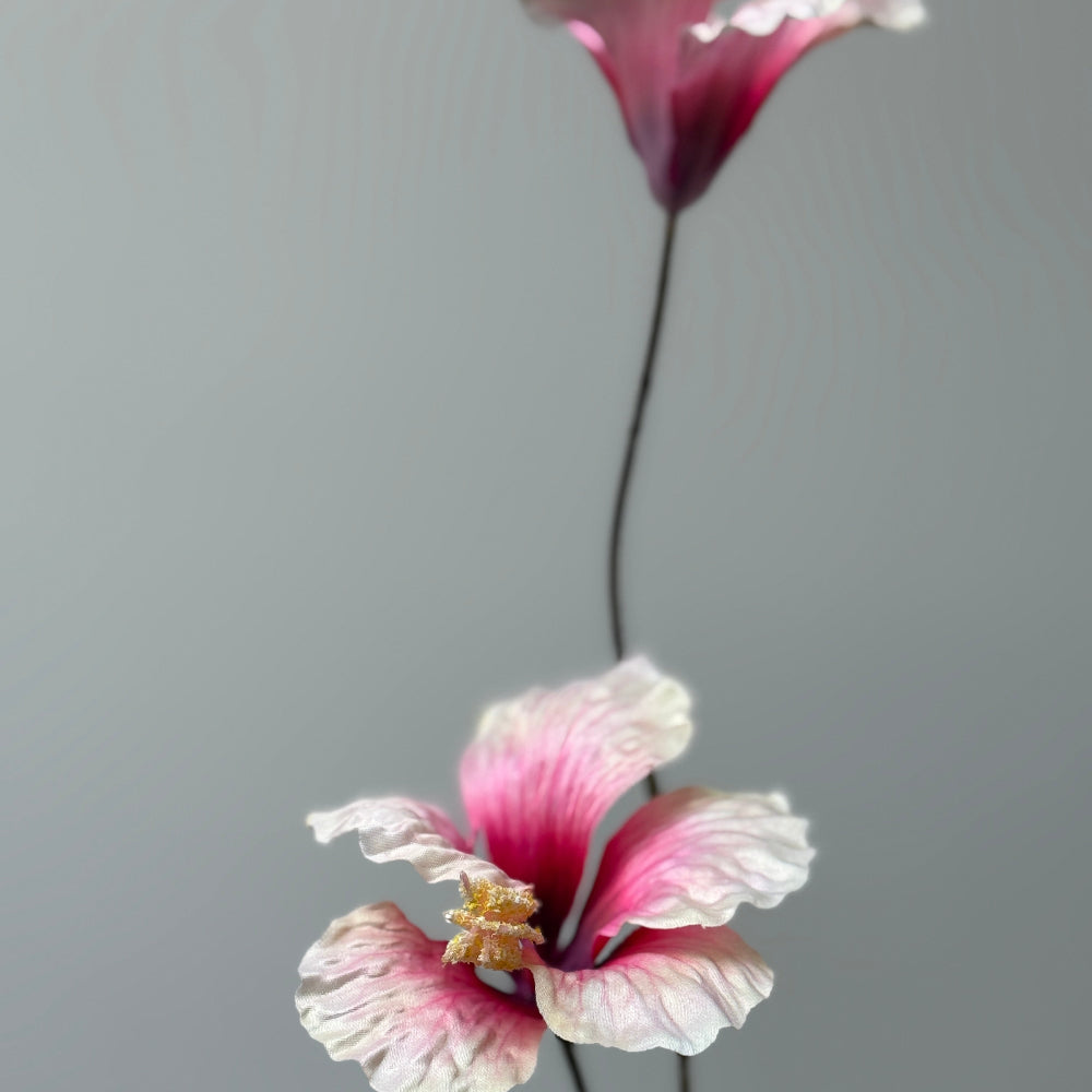 Hibiscus perzik/roze