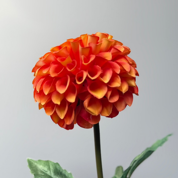 Dahlia oranje