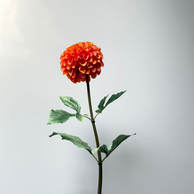 oranje-bol-dahlia