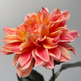 Dahlia zalm roze