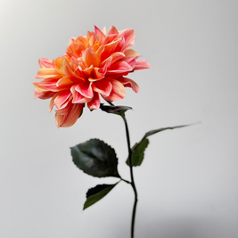 Dahlia zalm roze