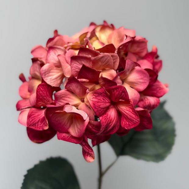 Hortensia Roze