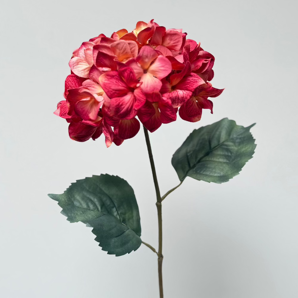 roze bol hortensia