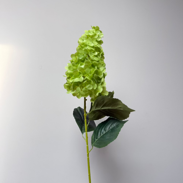 Hortensia Groen