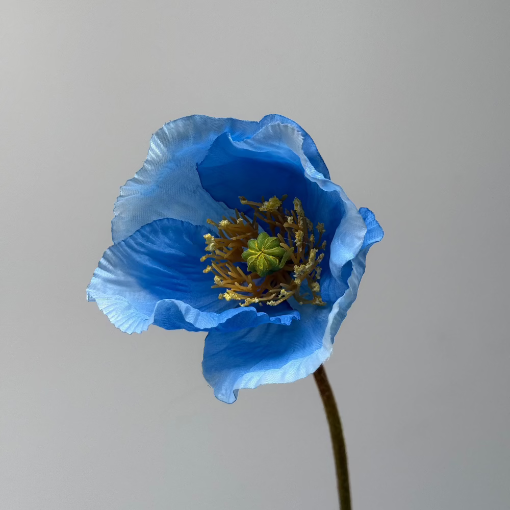 Klaproos Blauw
