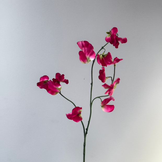 Lathyrus roze