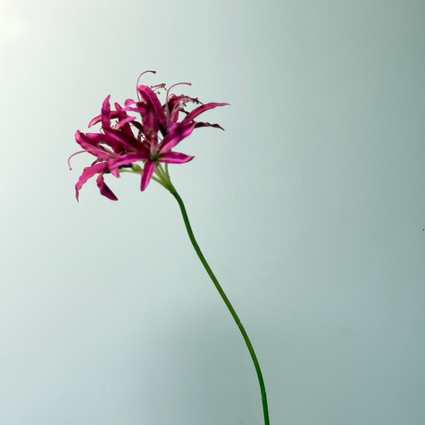 roze nerine 