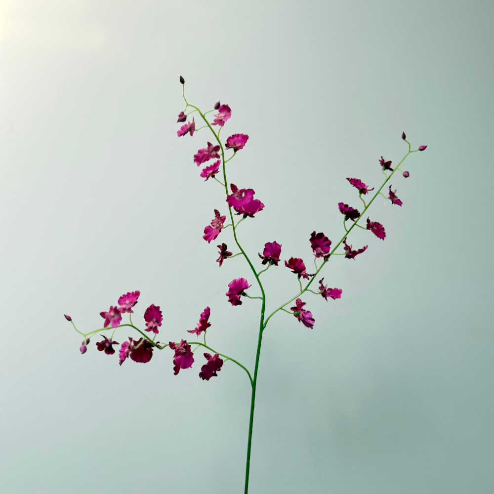 Orchidee spray Fuchsia