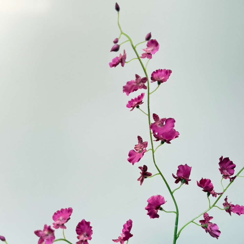 Orchidee spray Fuchsia