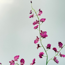 Orchidee spray Fuchsia