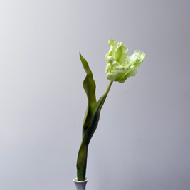 Tulp Geel