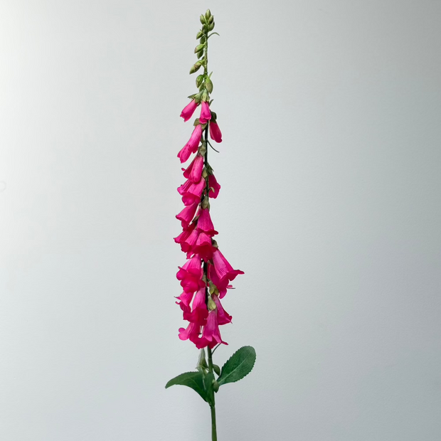 fuchsia-vingerhoedskruid-nepbloem