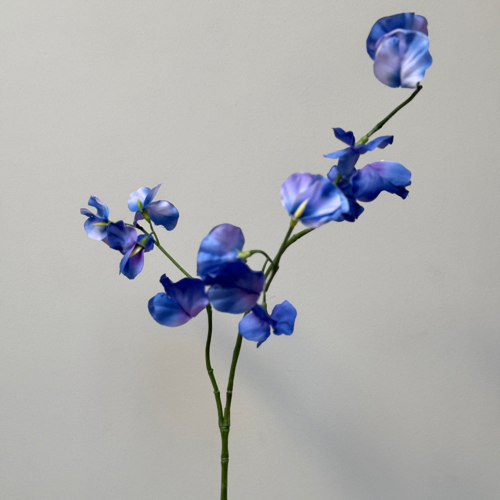 Lathyrus blauw